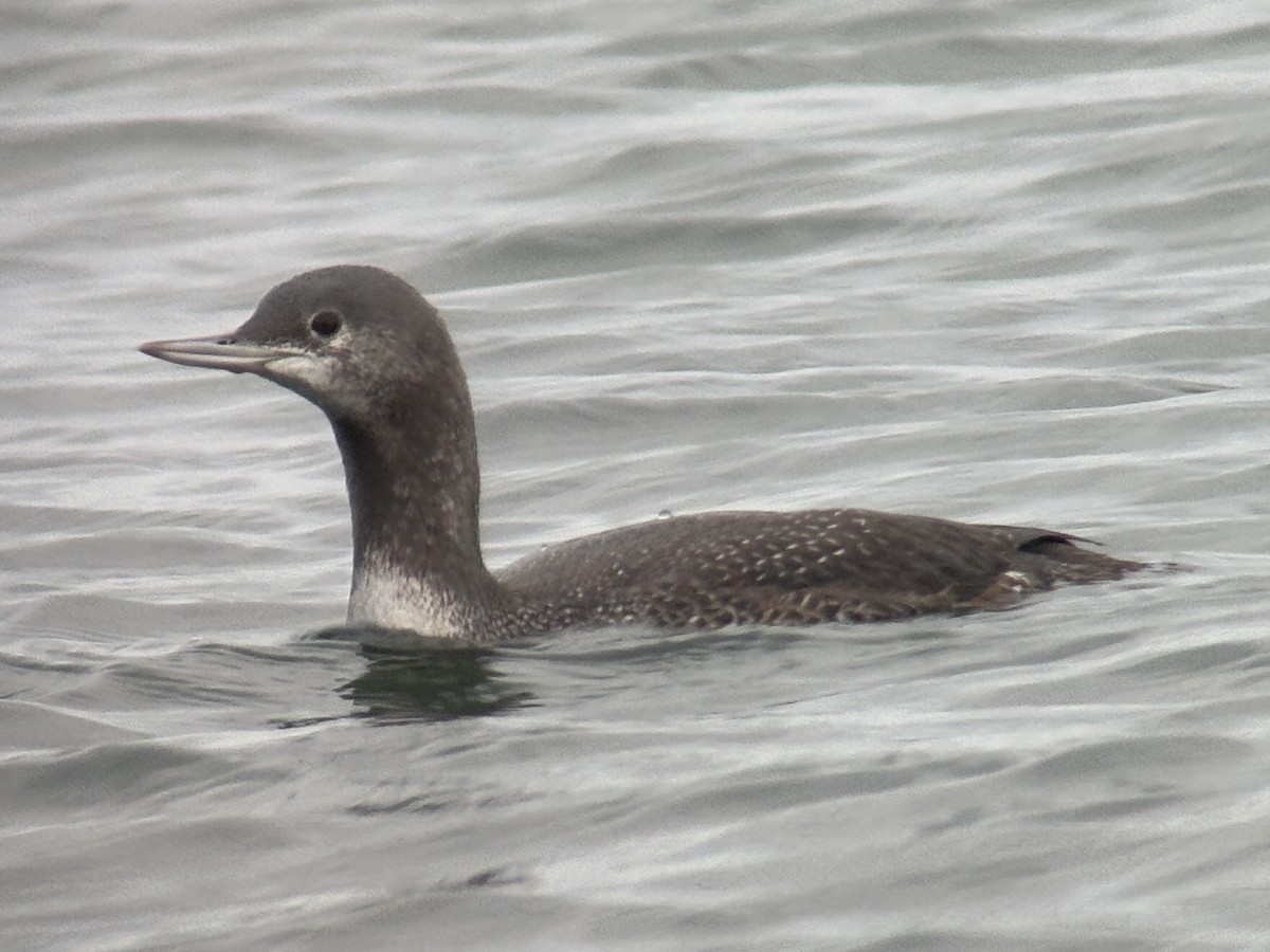 紅喉潛鳥 - ML647011621