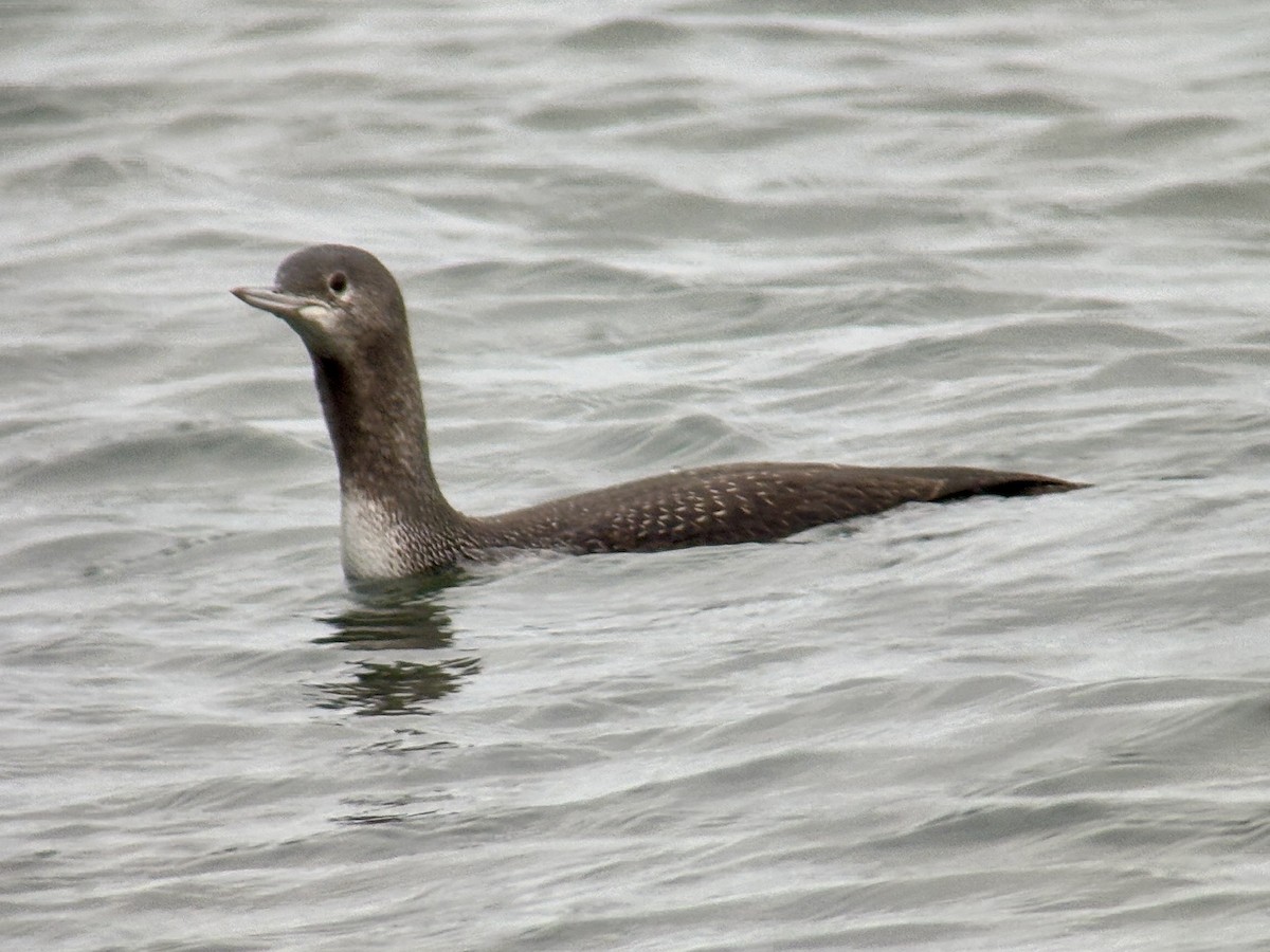 紅喉潛鳥 - ML647011622