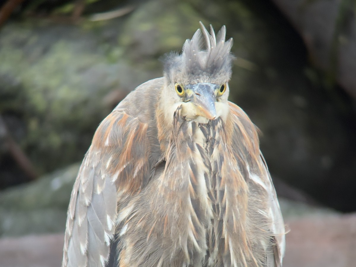 Great Blue Heron - ML647011628