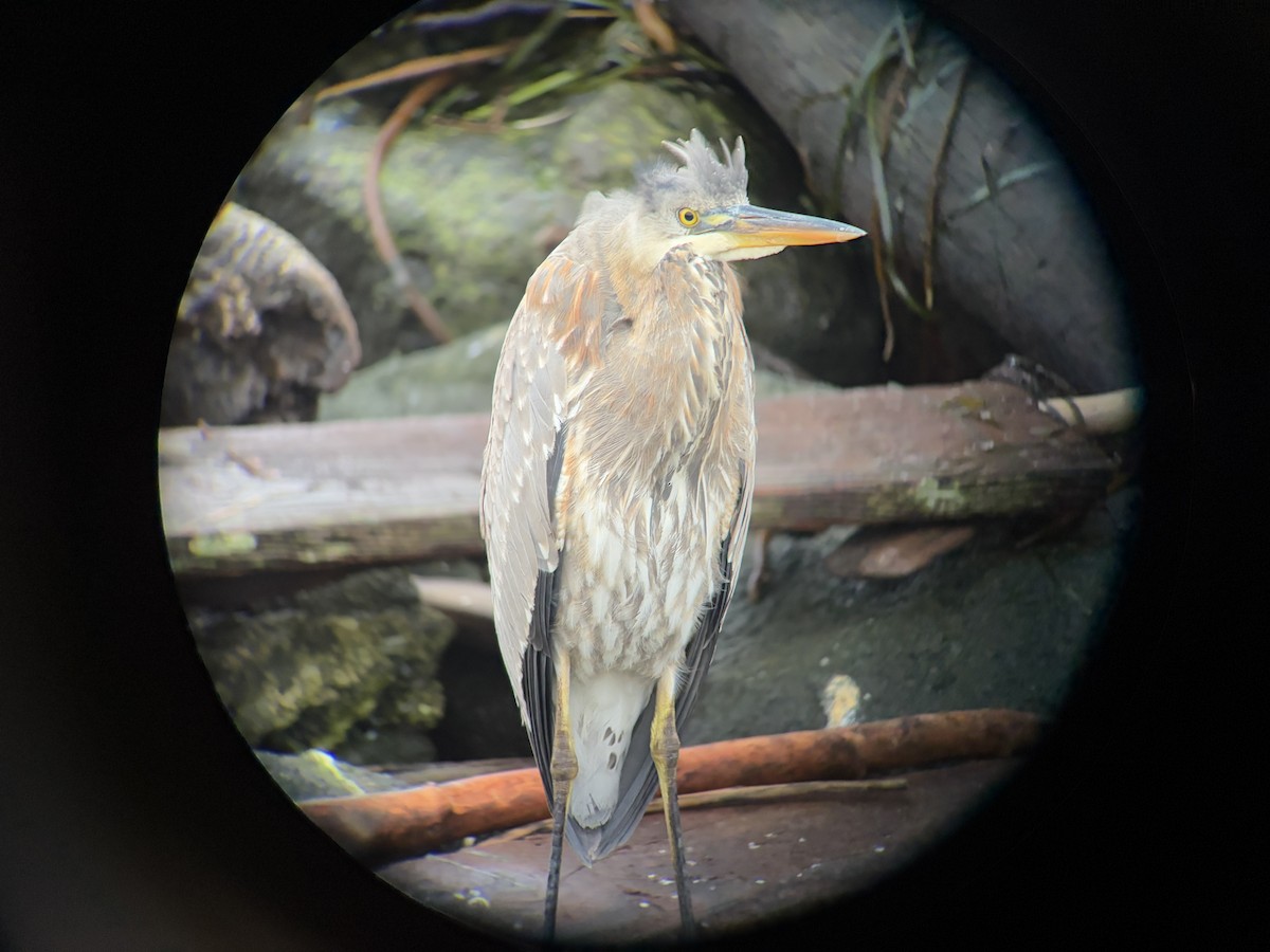 Great Blue Heron - ML647011629