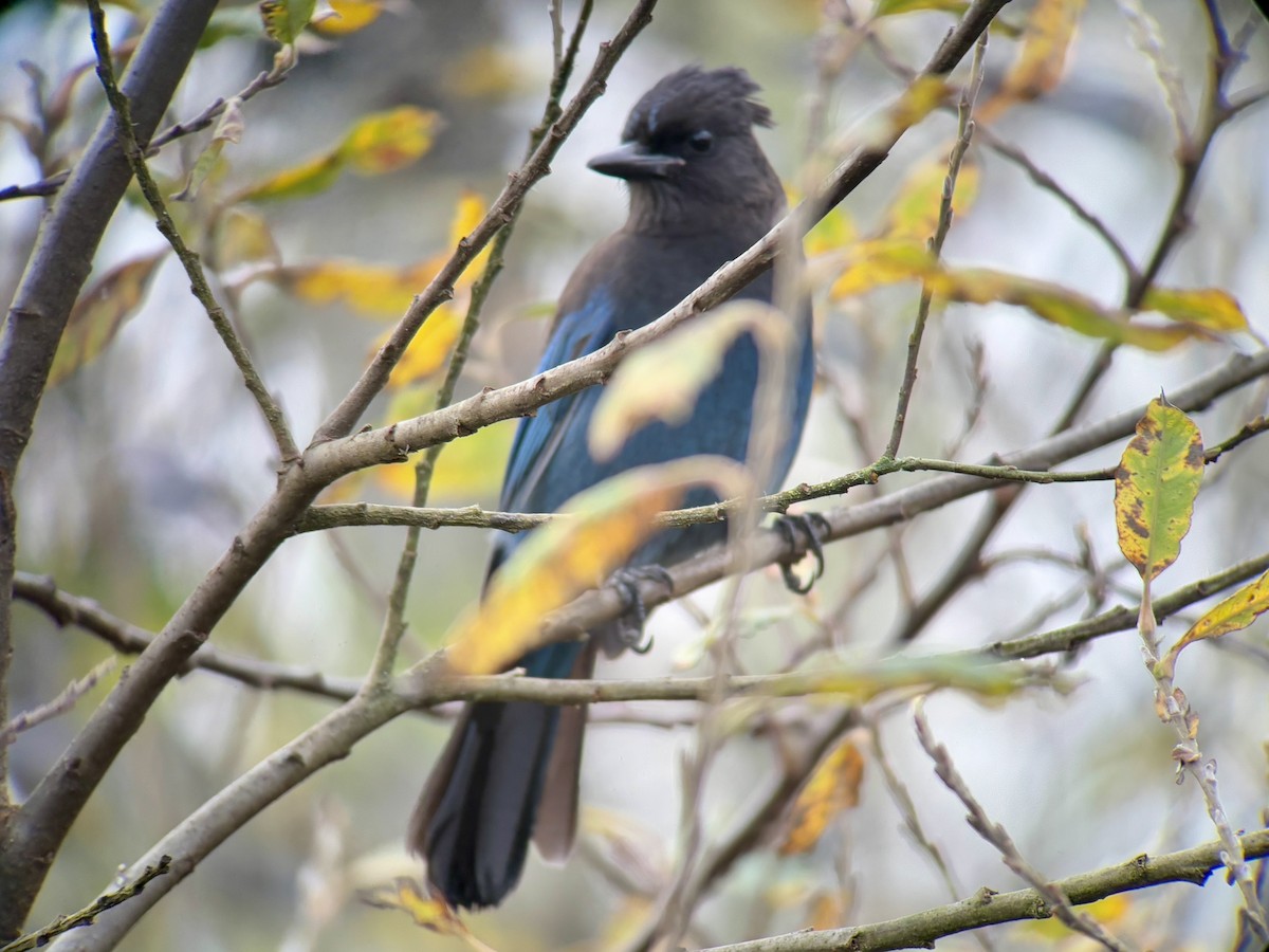 Steller's Jay - ML647011633