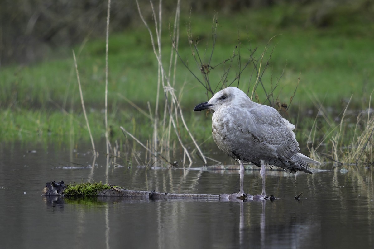 Glaucous-winged Gull - ML647011644