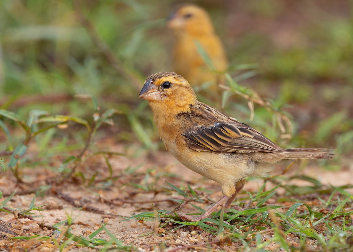 Ткачик золоточеревий - ML647011656