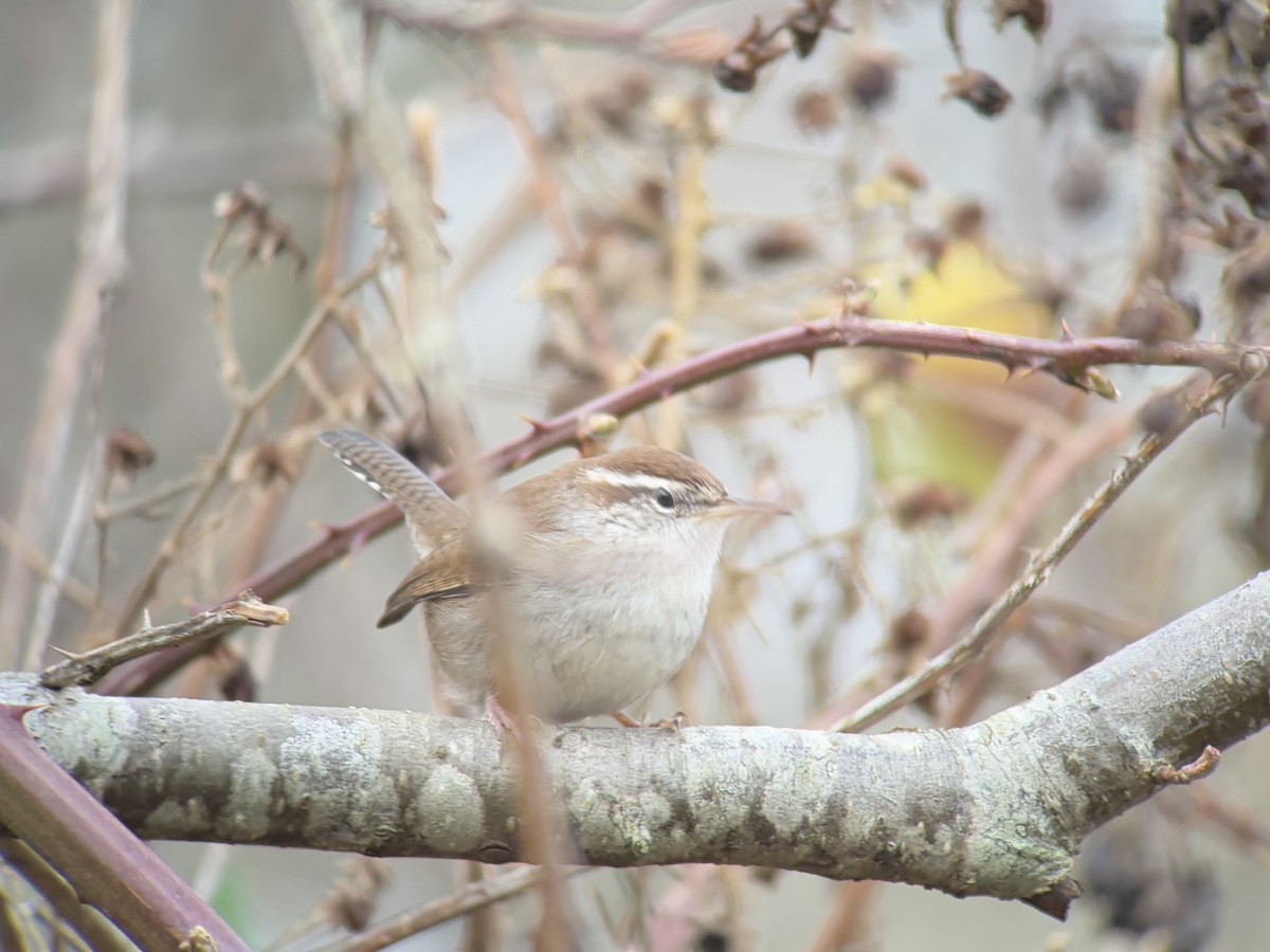 Bewick's Wren - ML647011661