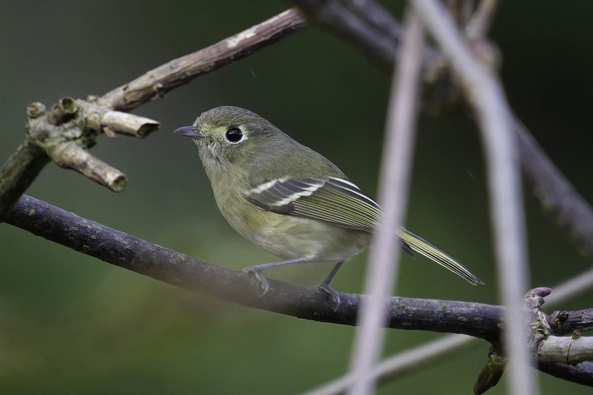 Короткоклювый виреон - ML647011662