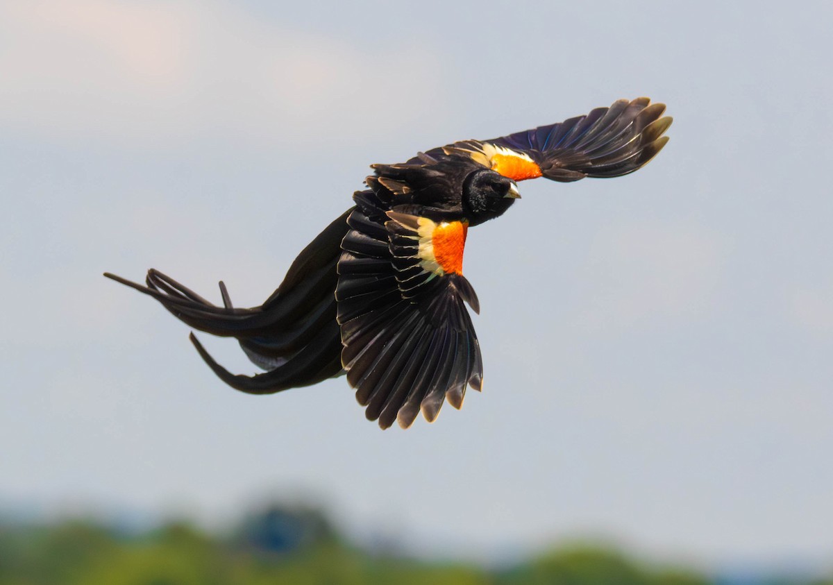 Long-tailed Widowbird - ML647011663