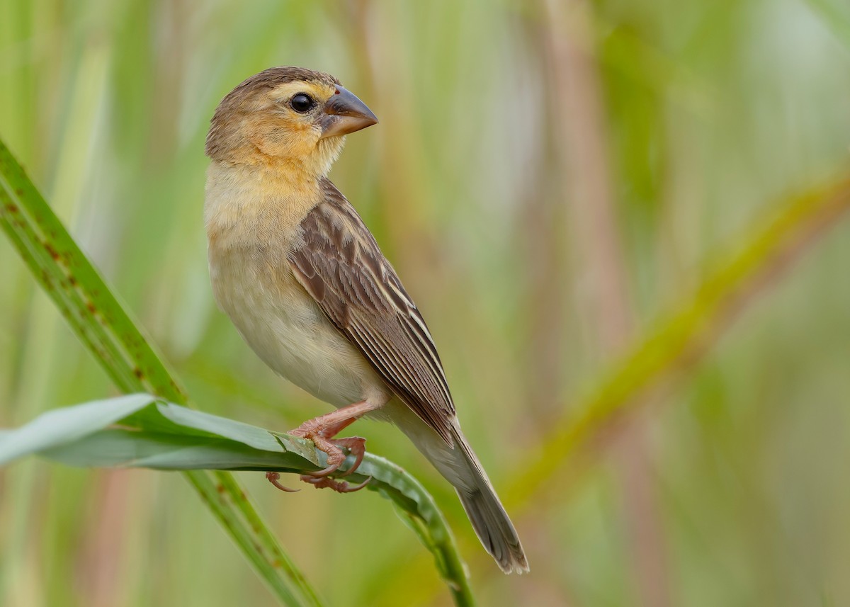 Ткачик золоточеревий - ML647011665