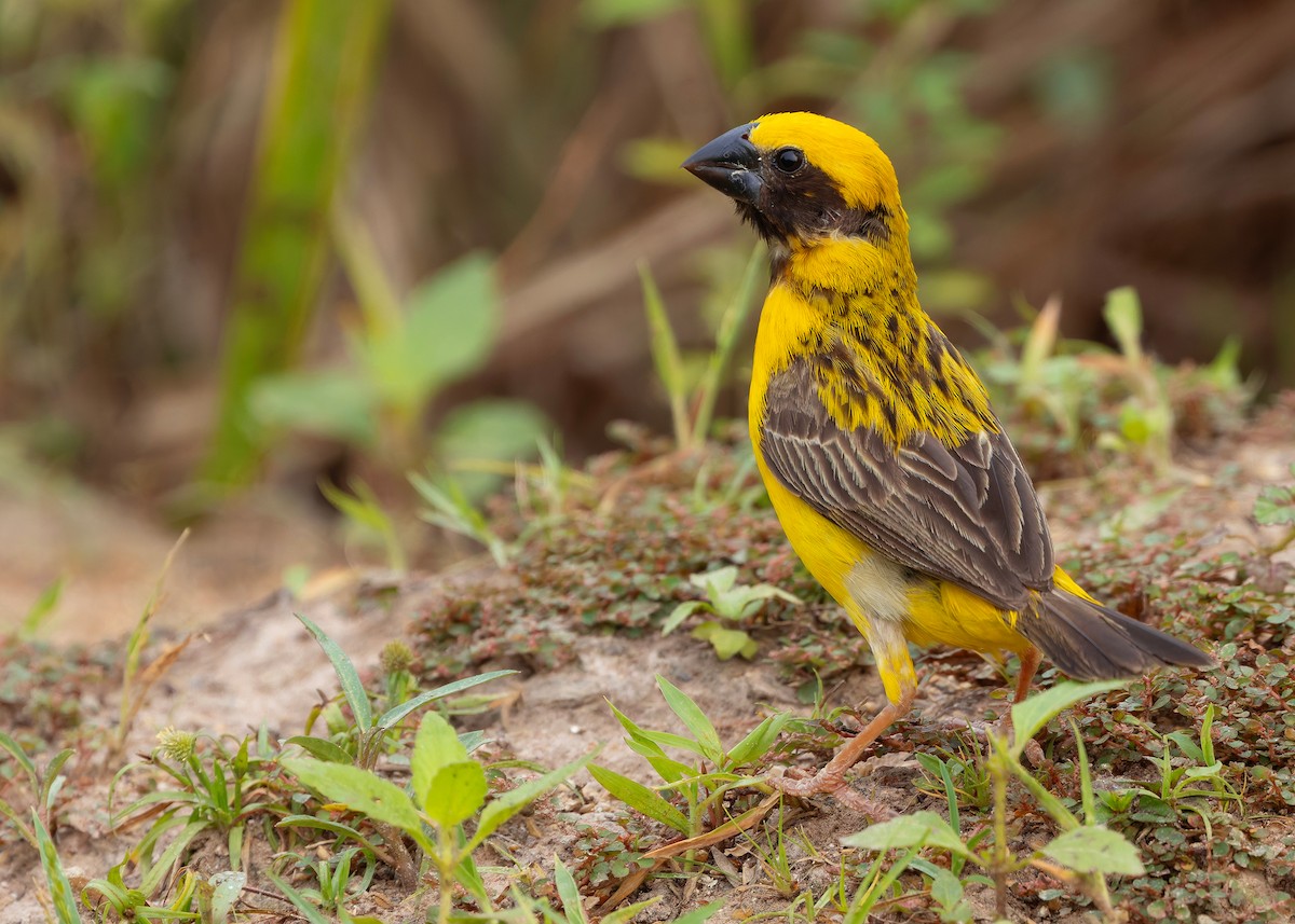 Ткачик золоточеревий - ML647011666