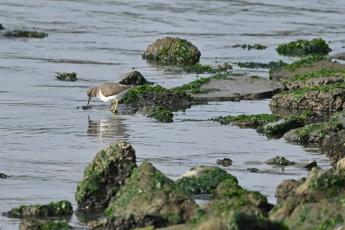 アメリカイソシギ - ML647011669