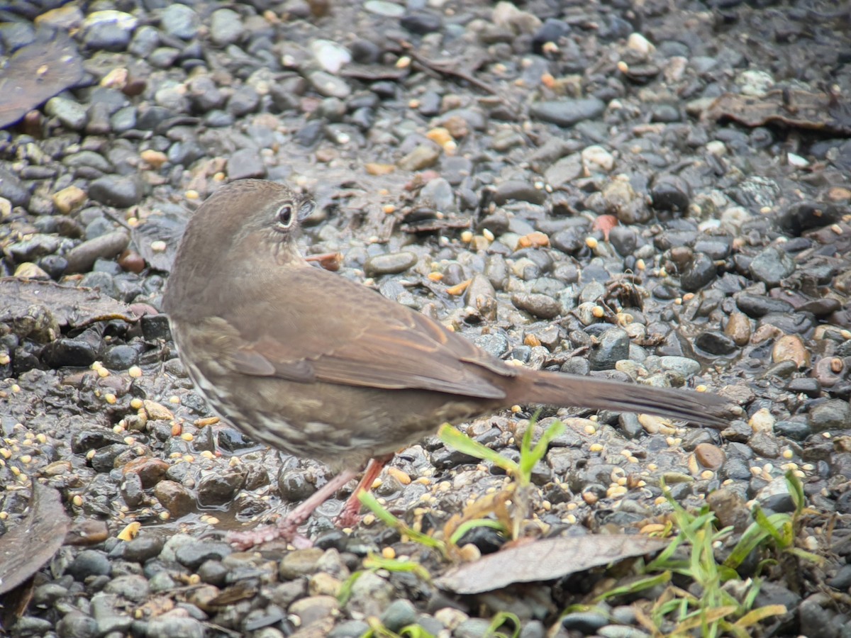 Fox Sparrow - ML647011670