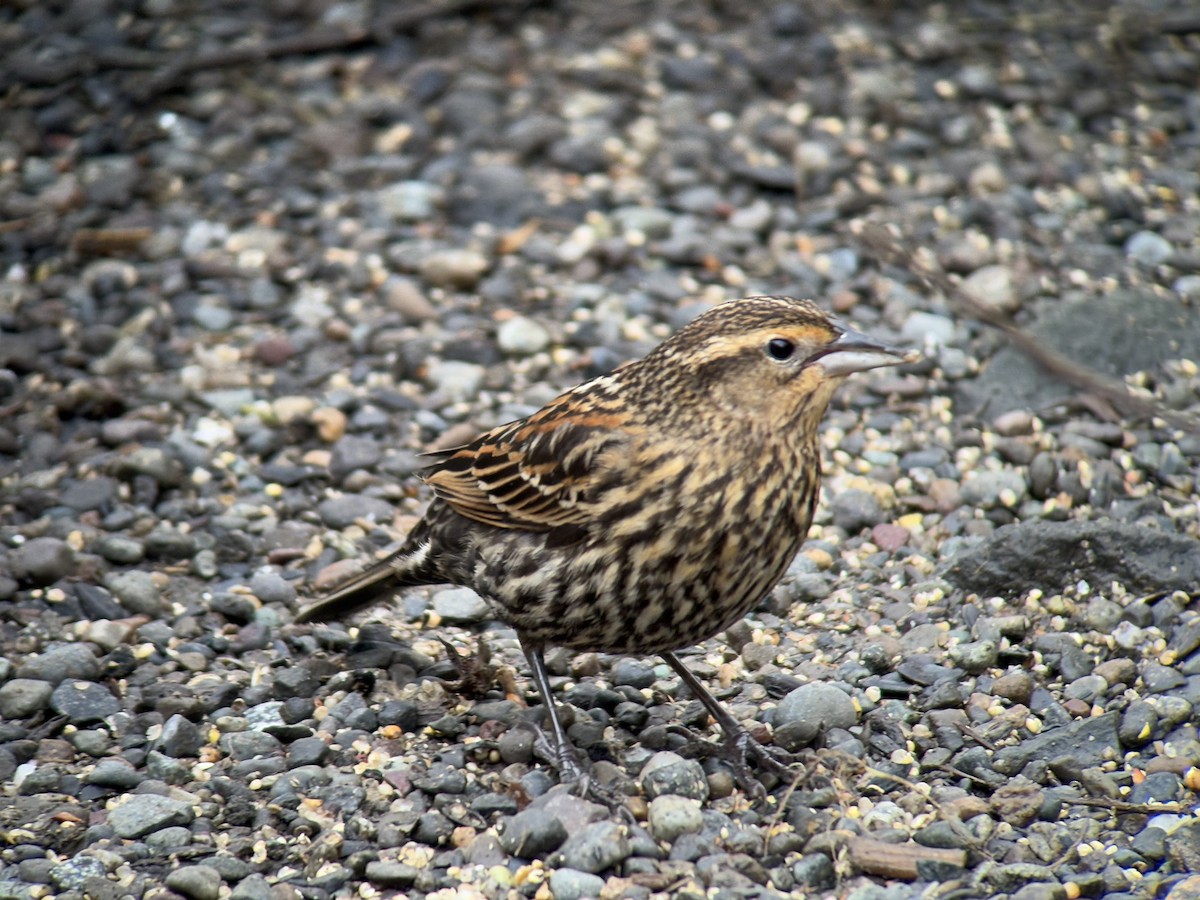 Red-winged Blackbird - ML647011673