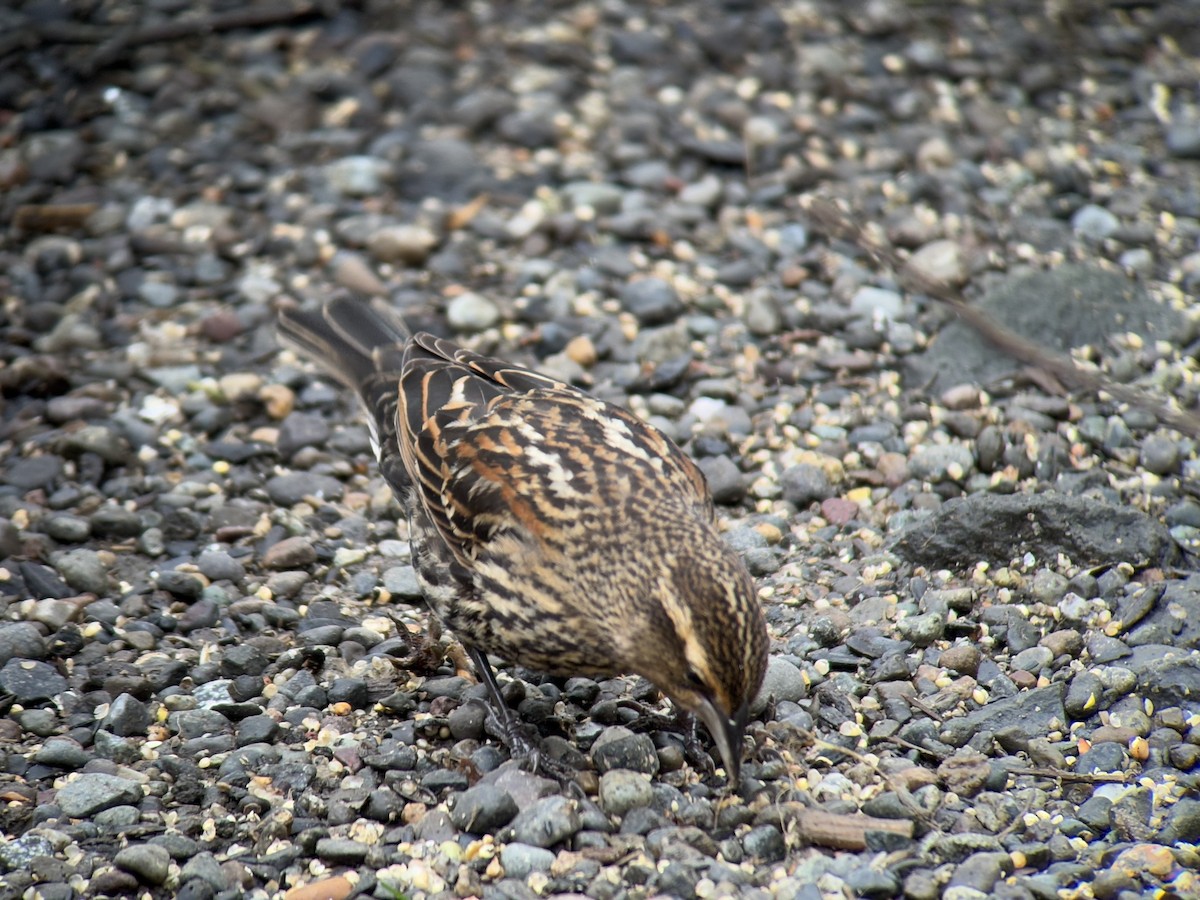 Red-winged Blackbird - ML647011674