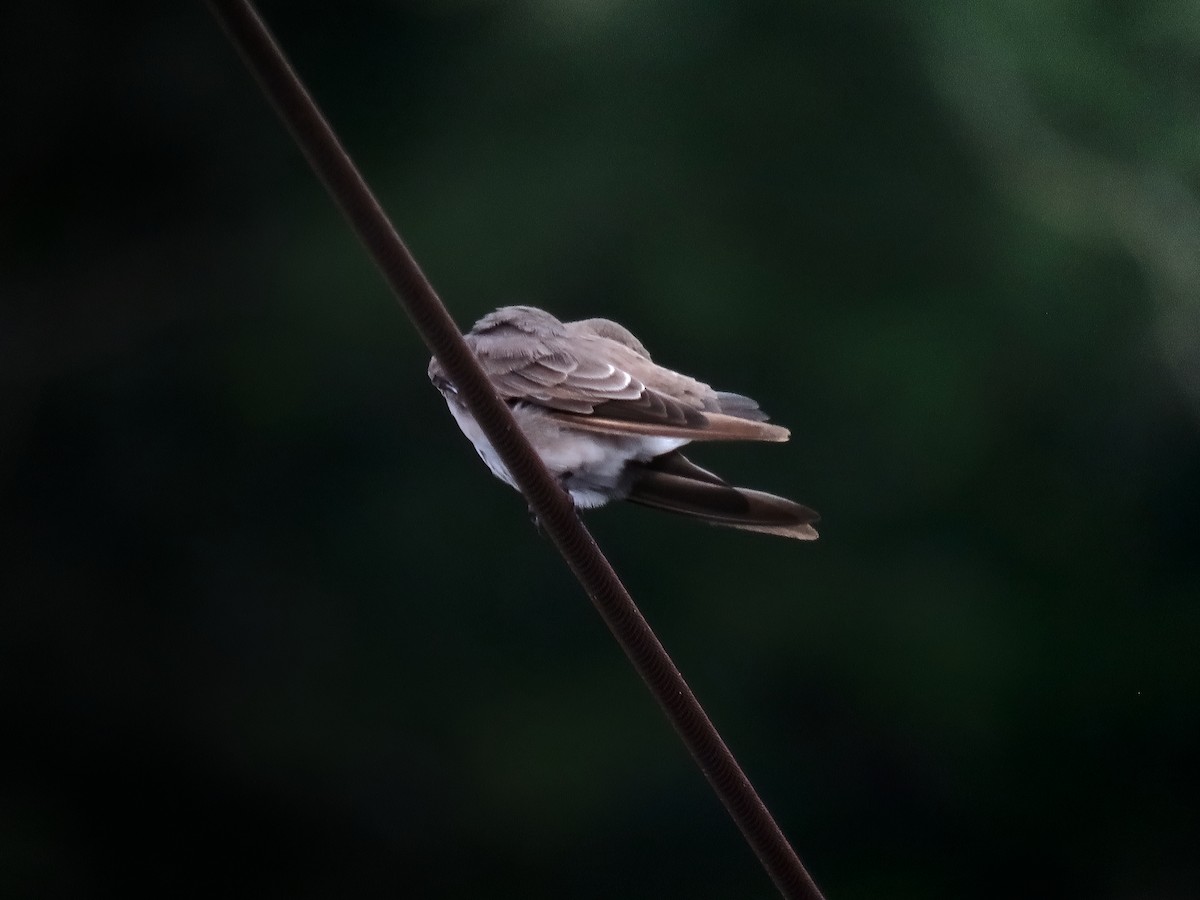 Northern Rough-winged Swallow - ML647011683