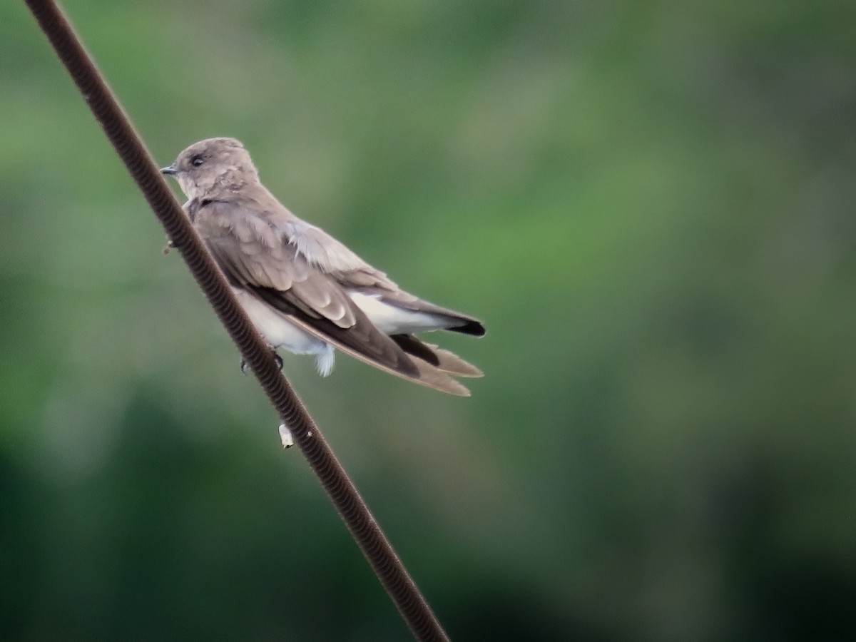 Northern Rough-winged Swallow - ML647011684