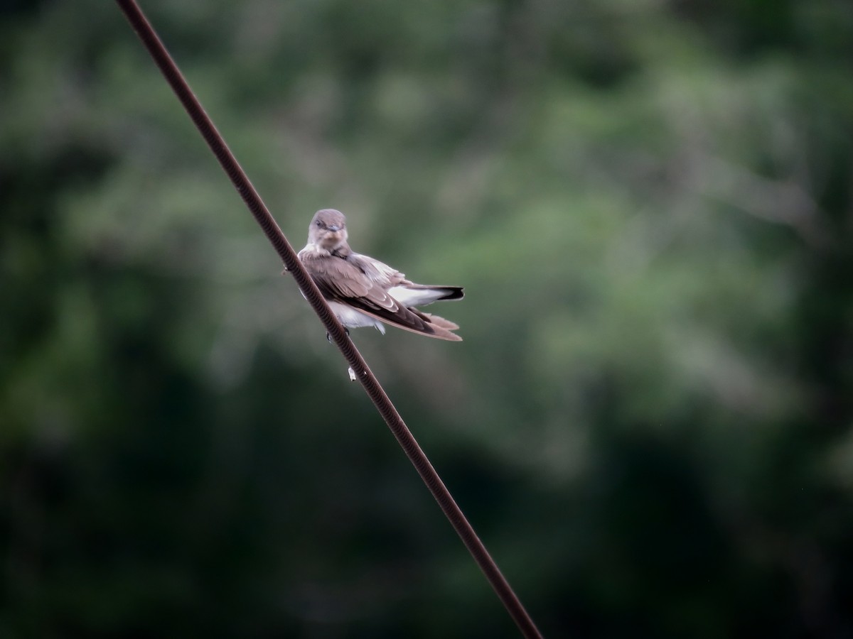 Northern Rough-winged Swallow - ML647011685
