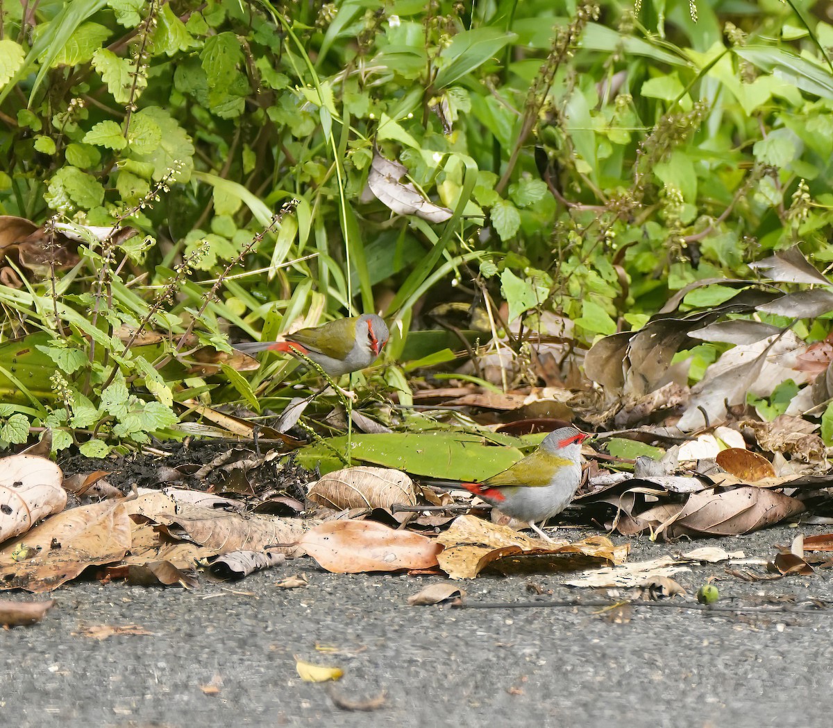 Краснобровая амадина - ML647011696