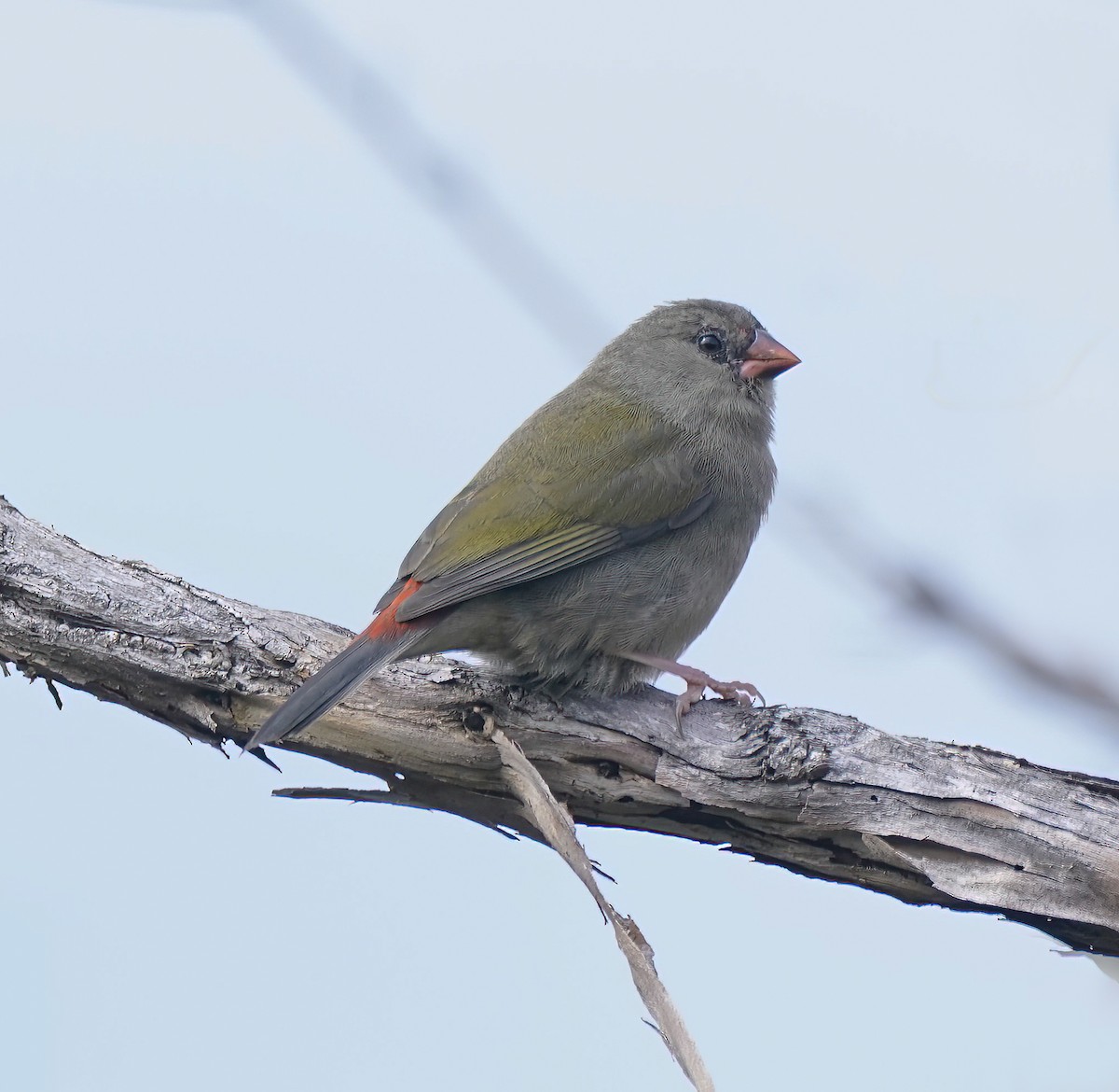 Red-browed Firetail - ML647011699