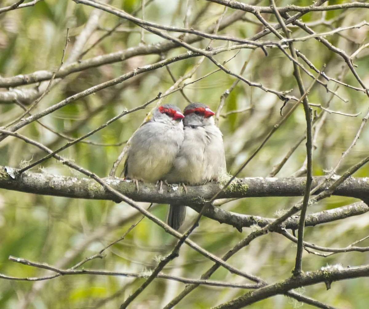 Red-browed Firetail - ML647011700