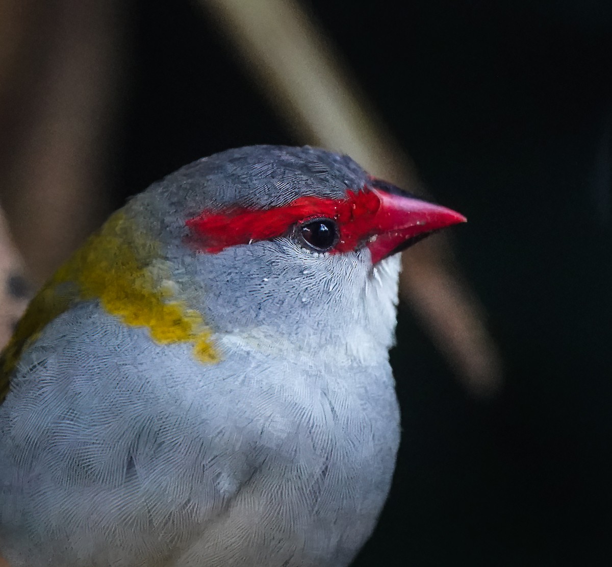 Краснобровая амадина - ML647011706