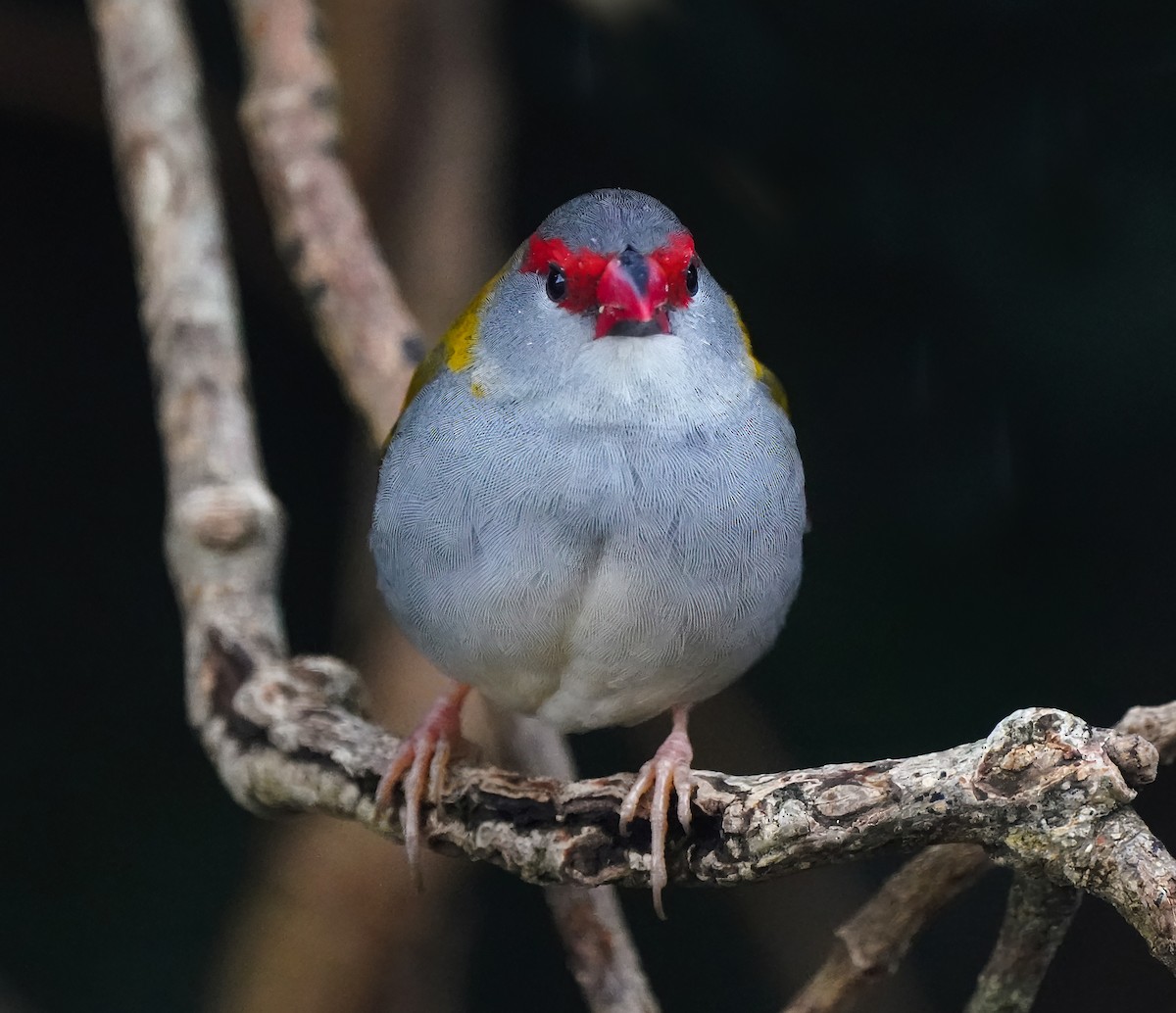 Краснобровая амадина - ML647011707