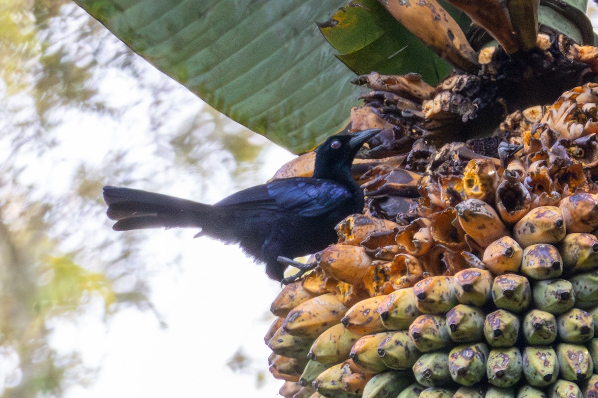 Вороная манукодия - ML647011708