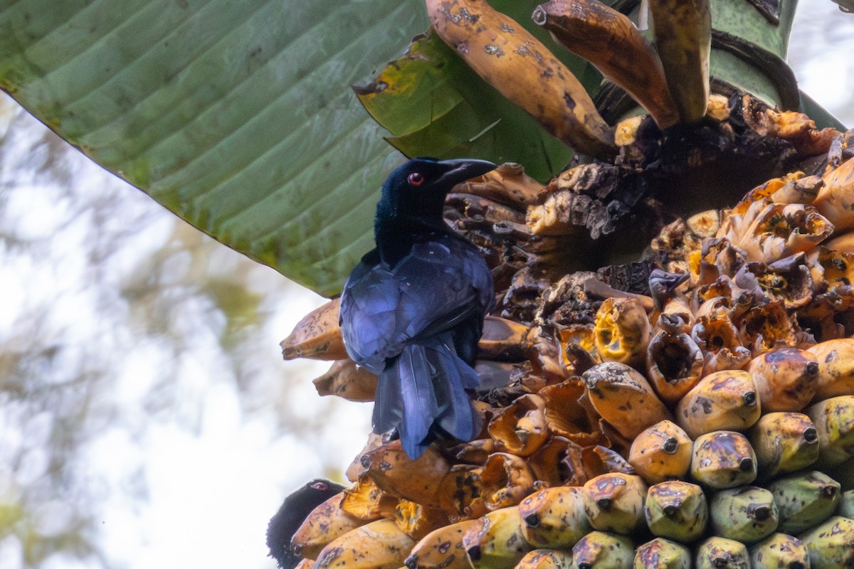 Вороная манукодия - ML647011709