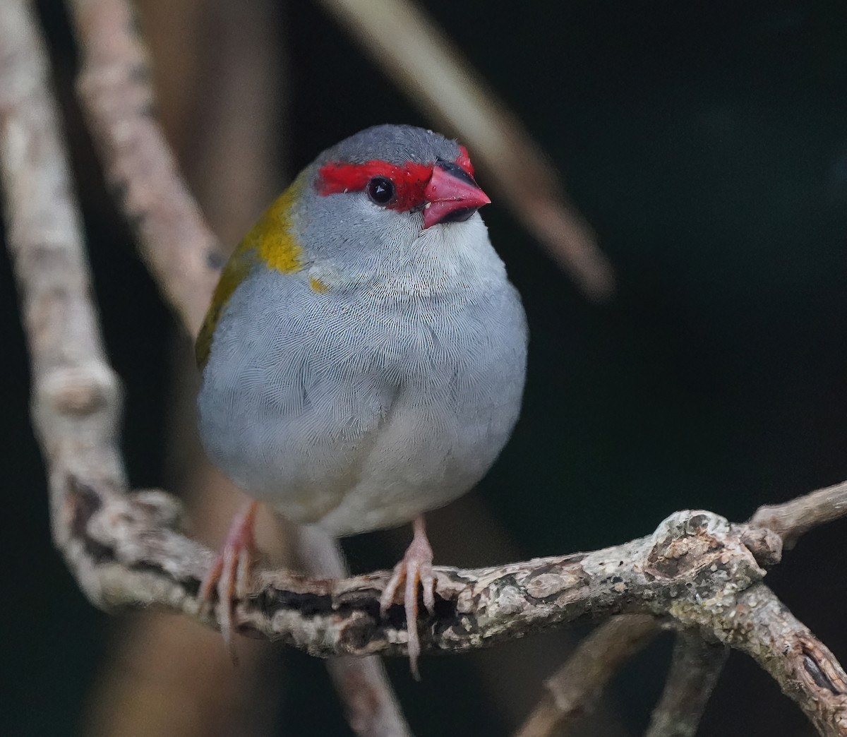 Краснобровая амадина - ML647011711