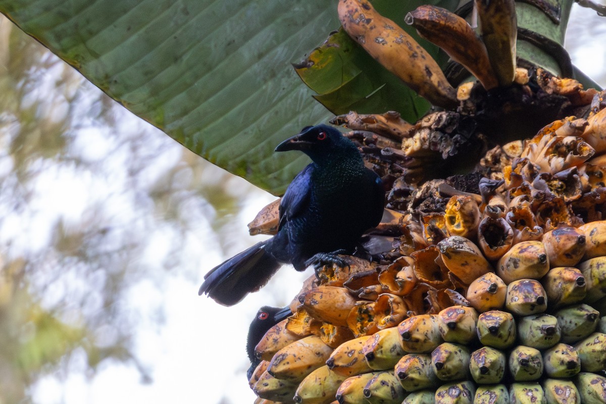 Вороная манукодия - ML647011712