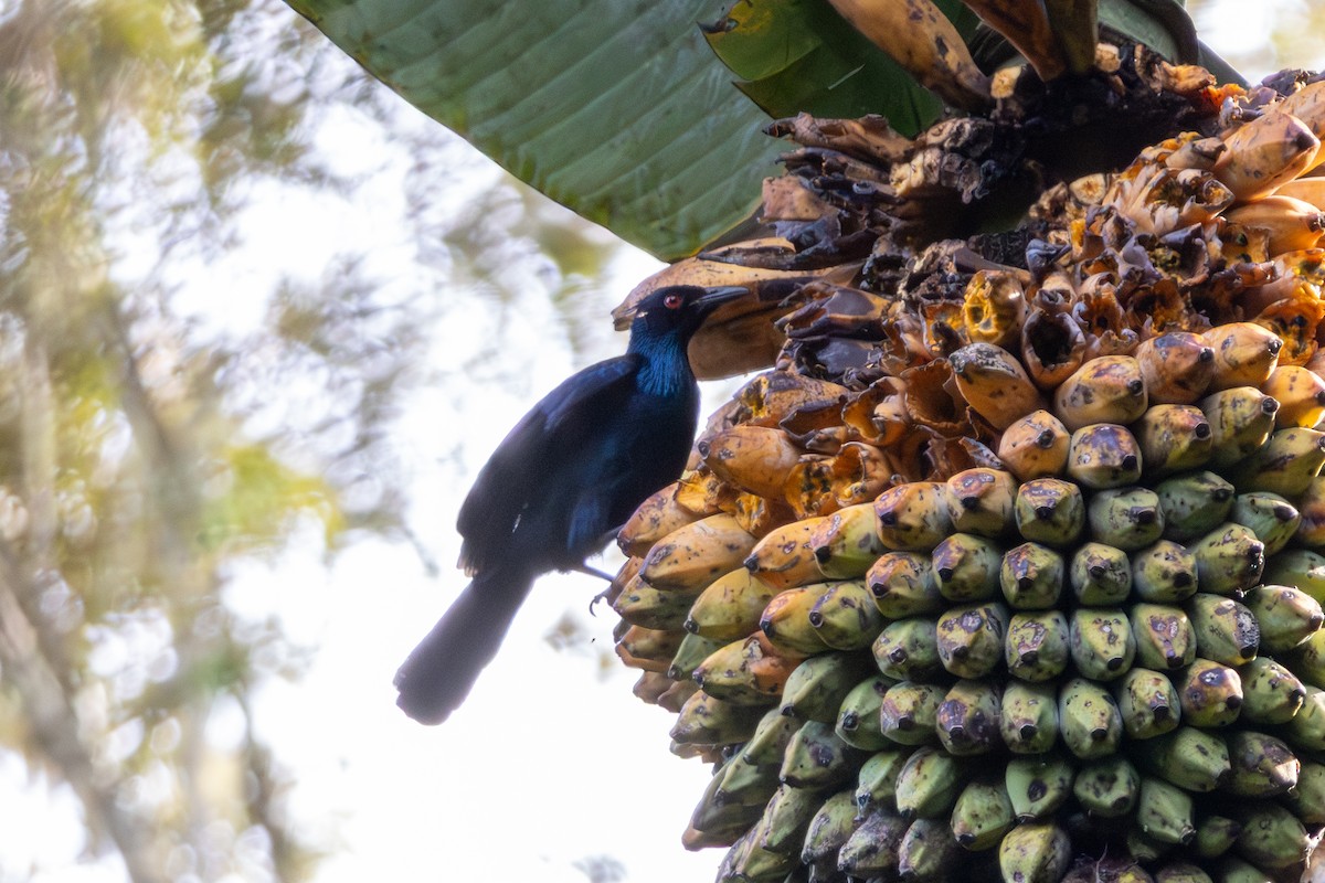 Вороная манукодия - ML647011713