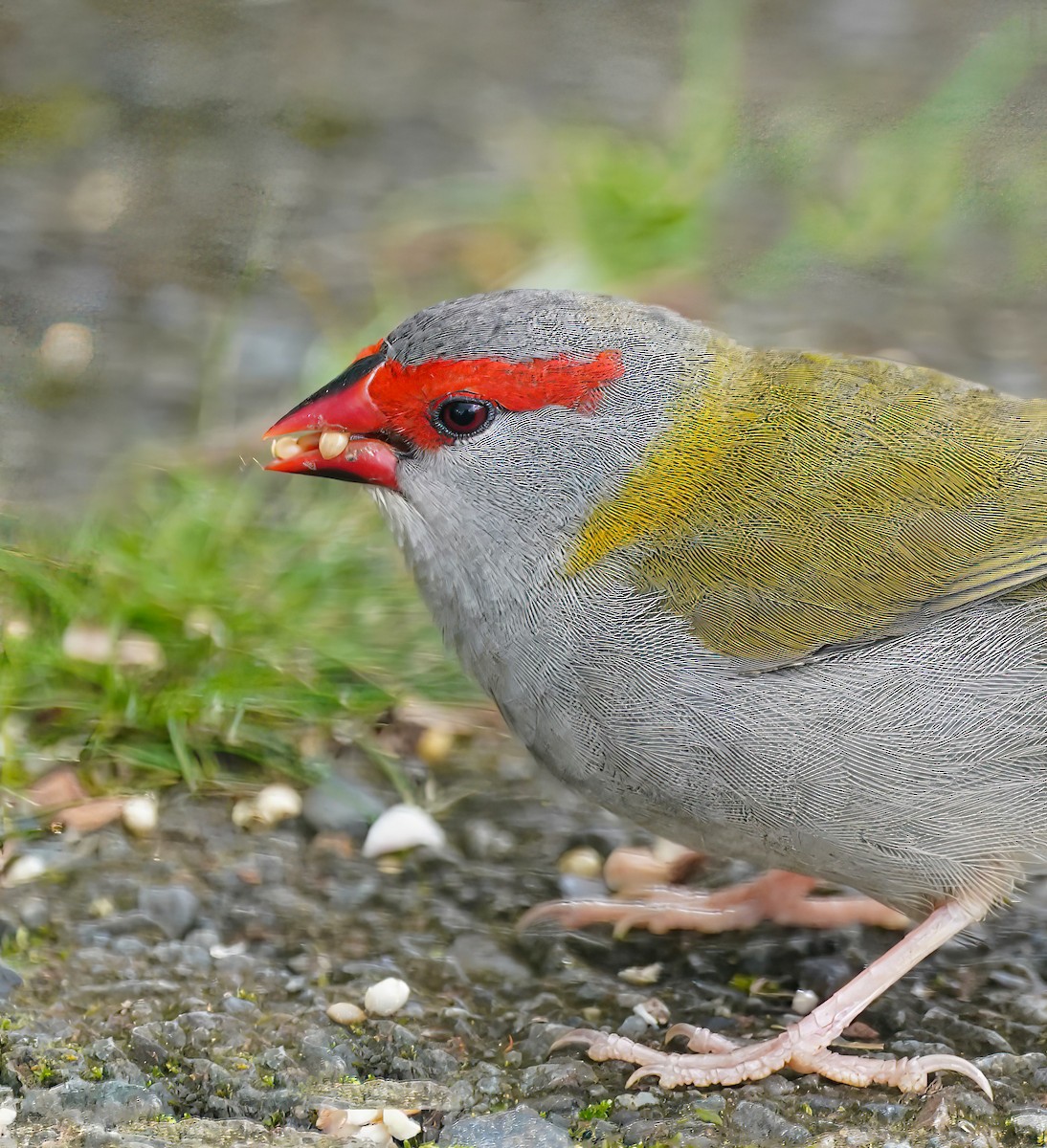 Краснобровая амадина - ML647011714