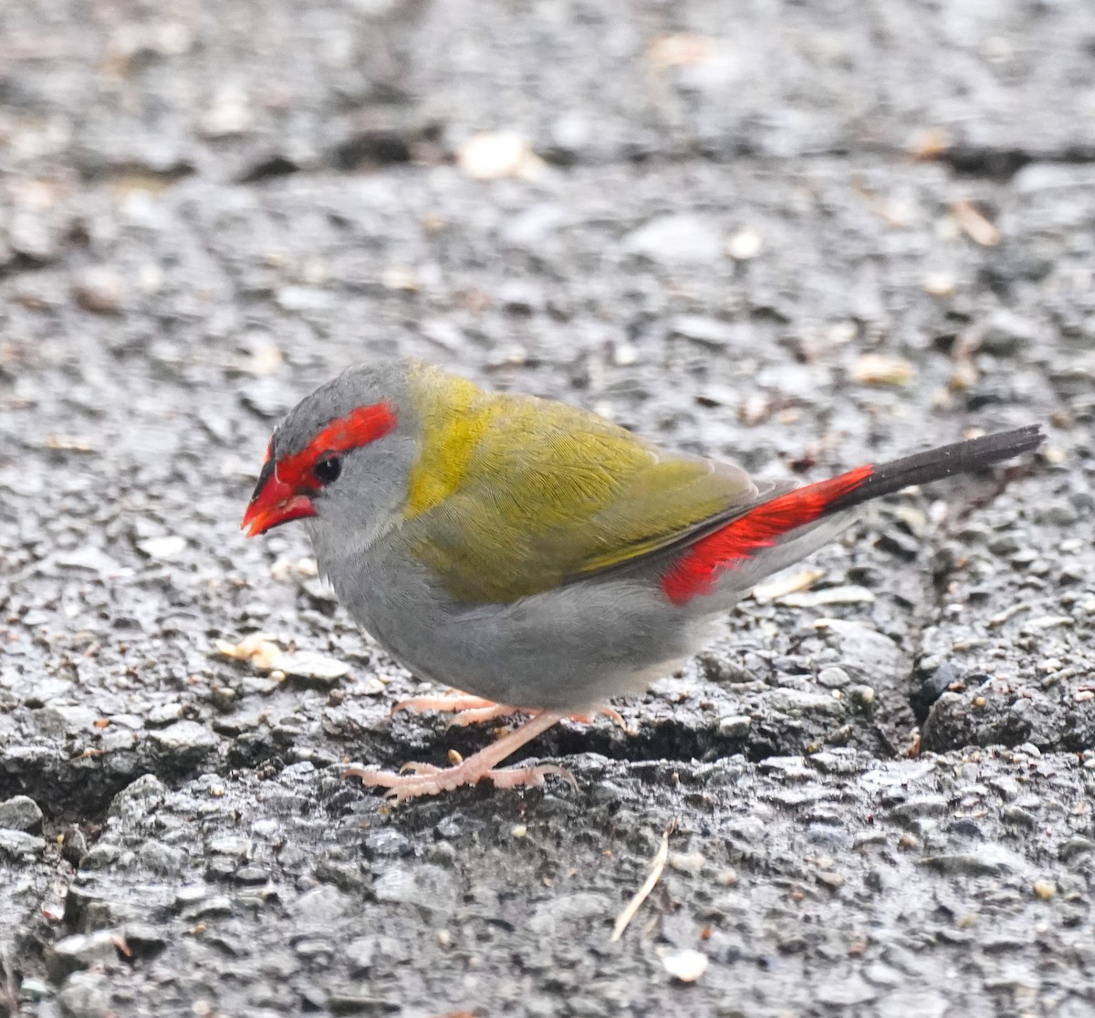 Краснобровая амадина - ML647011715