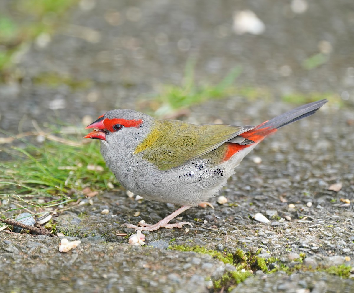 Краснобровая амадина - ML647011716