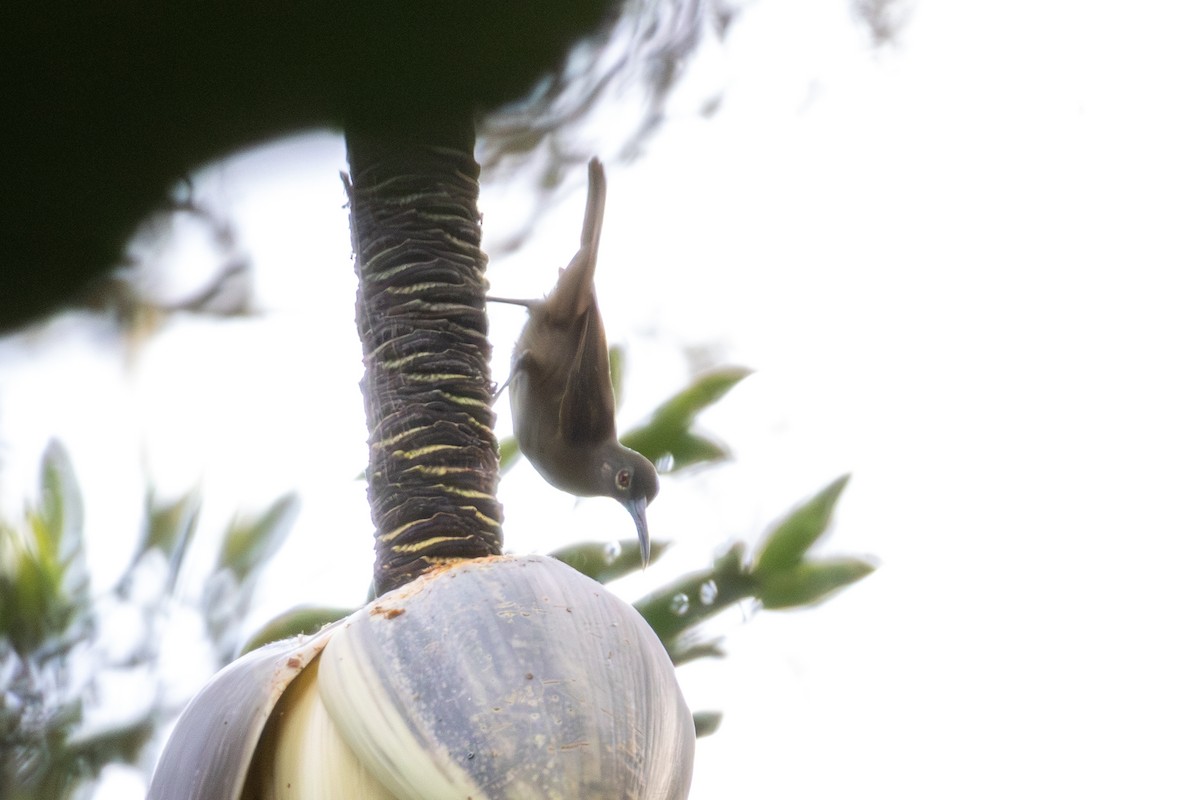 Длинноклювый нектаролюб - ML647011718