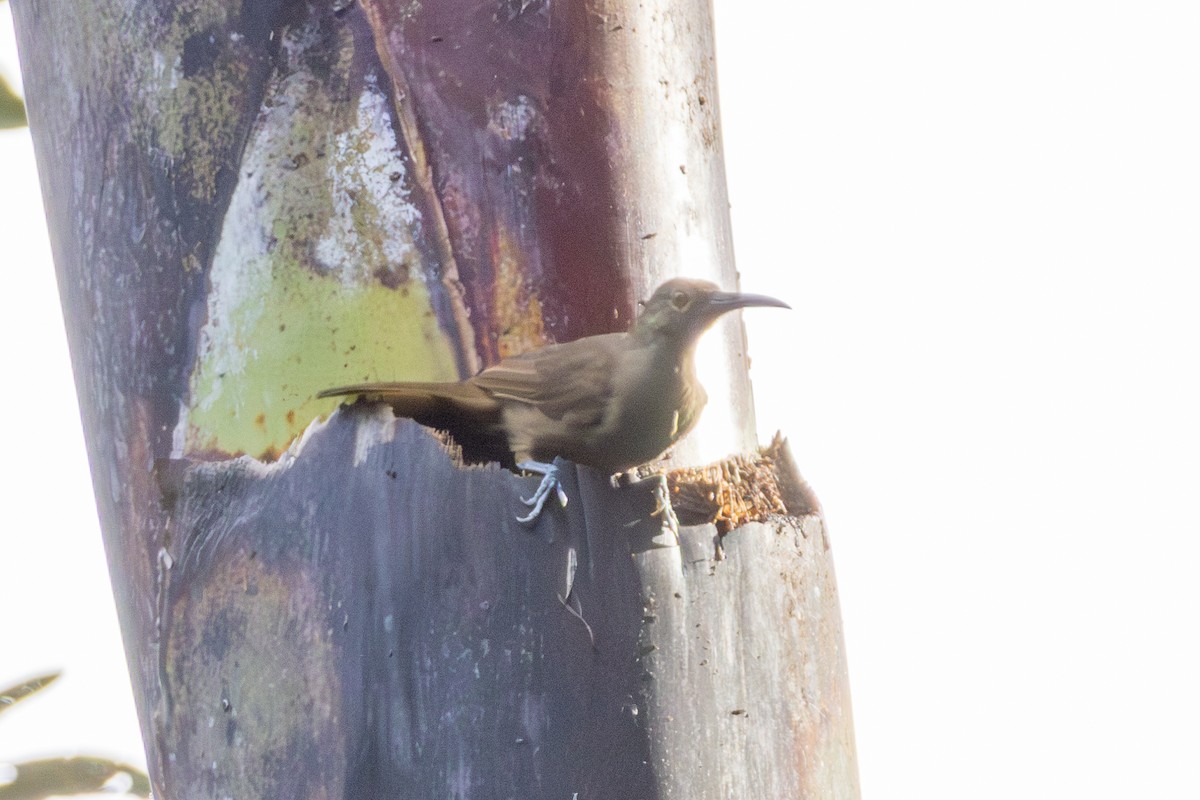 Длинноклювый нектаролюб - ML647011719