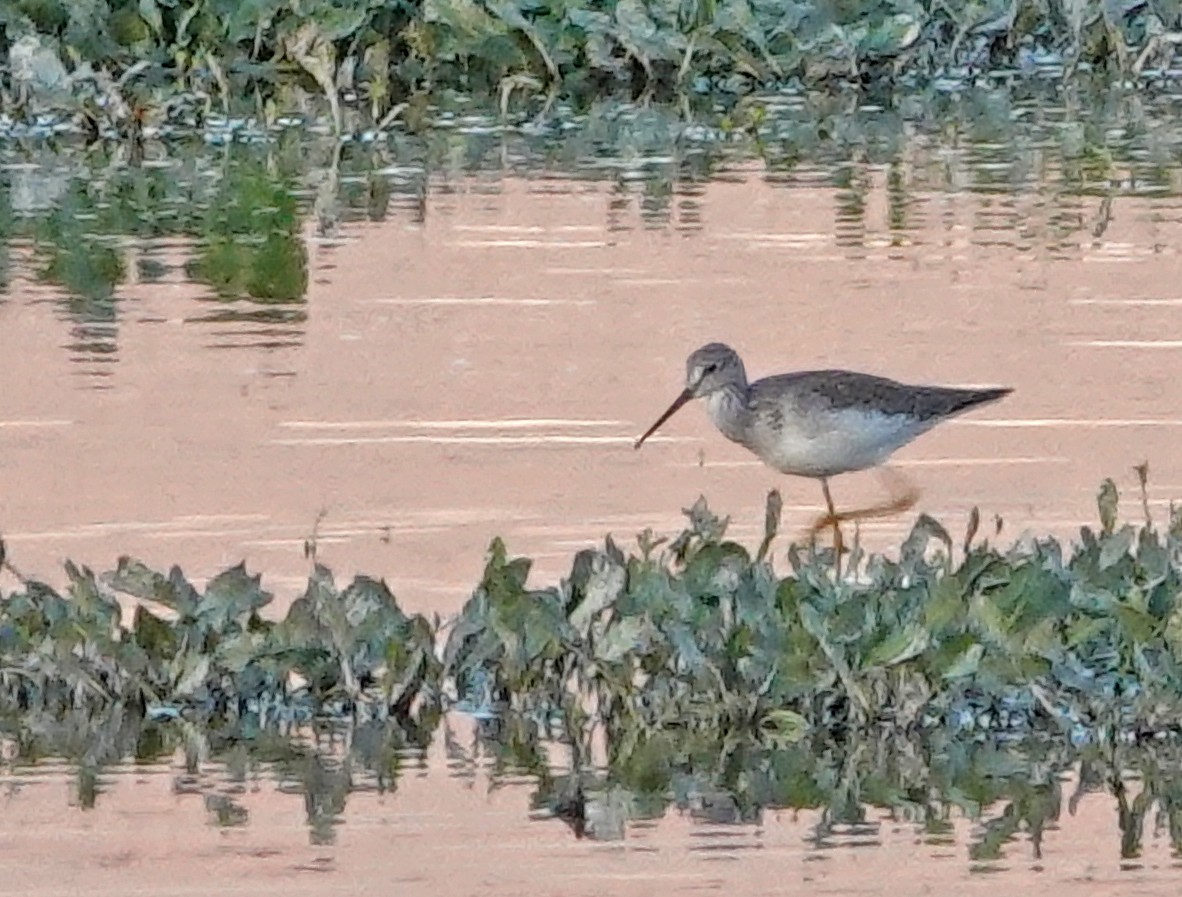 Greater Yellowlegs - ML647011720