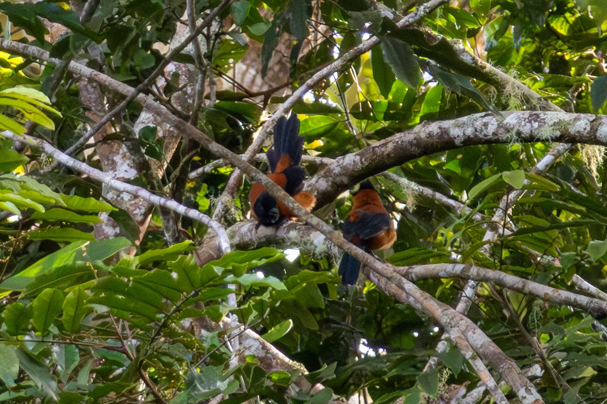 Двухцветный питоху - ML647011727