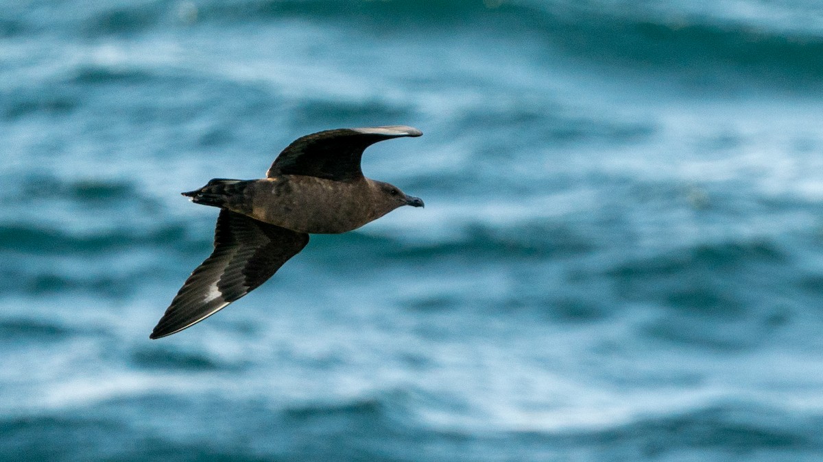 Brown Skua - ML647011728