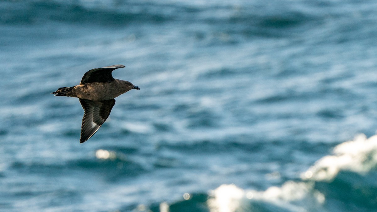 Brown Skua - ML647011729