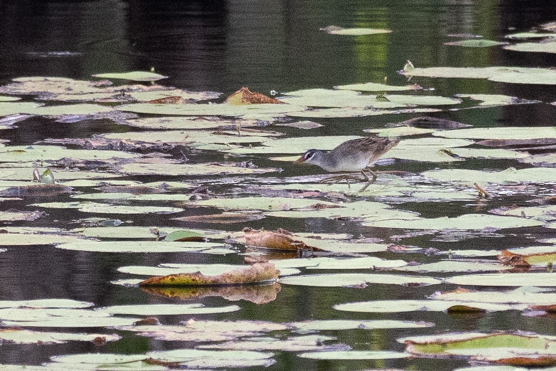 Râle cendré - ML647011736