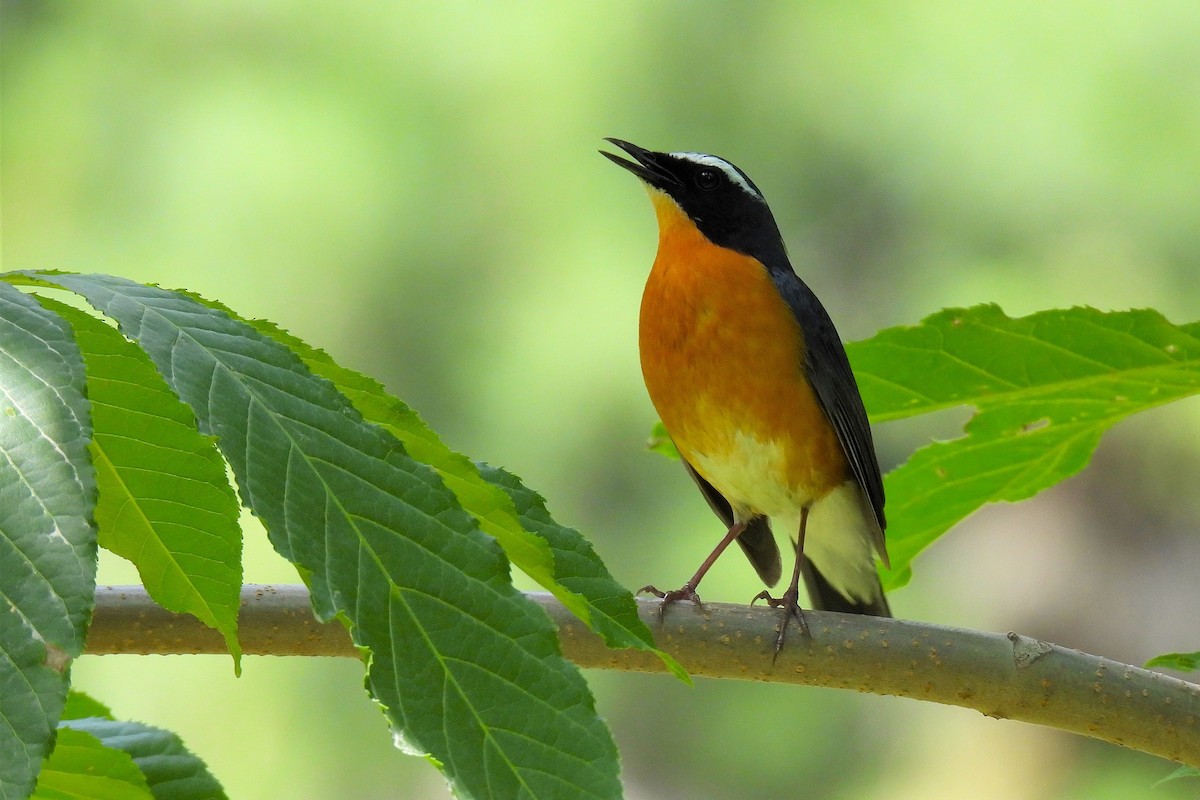 Indian Blue Robin - ML647011739