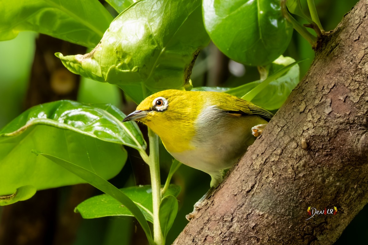 Пепельнобрюхая белоглазка - ML647011740