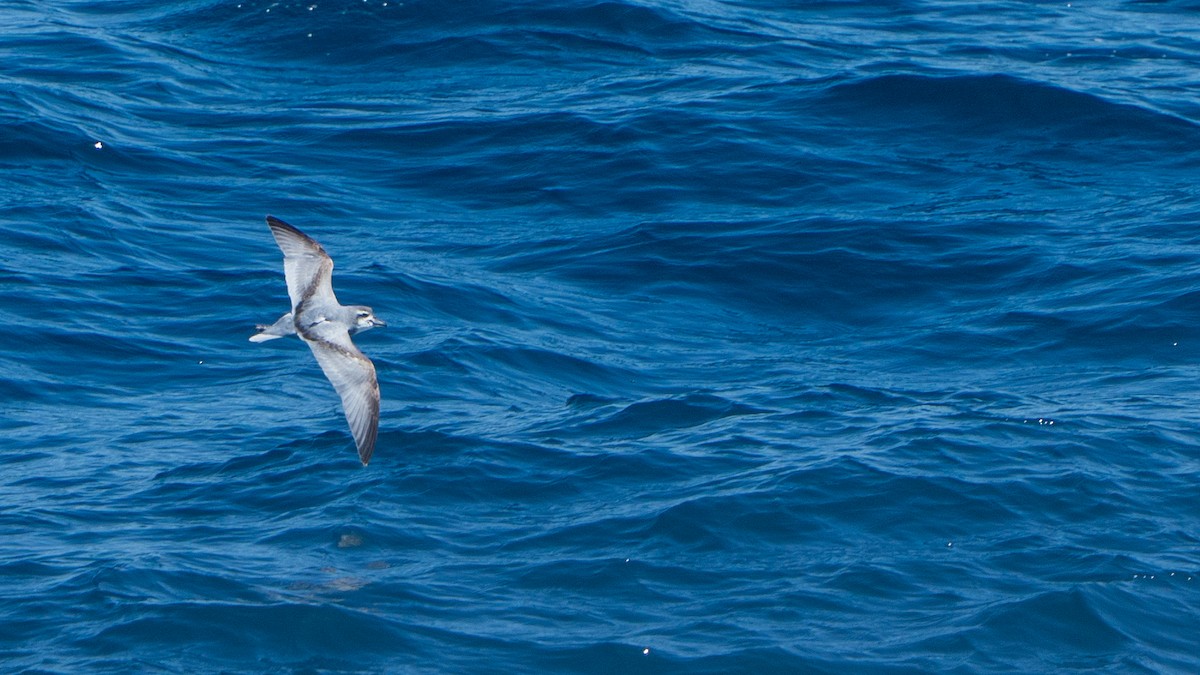 Forster-Entensturmvogel - ML647011741