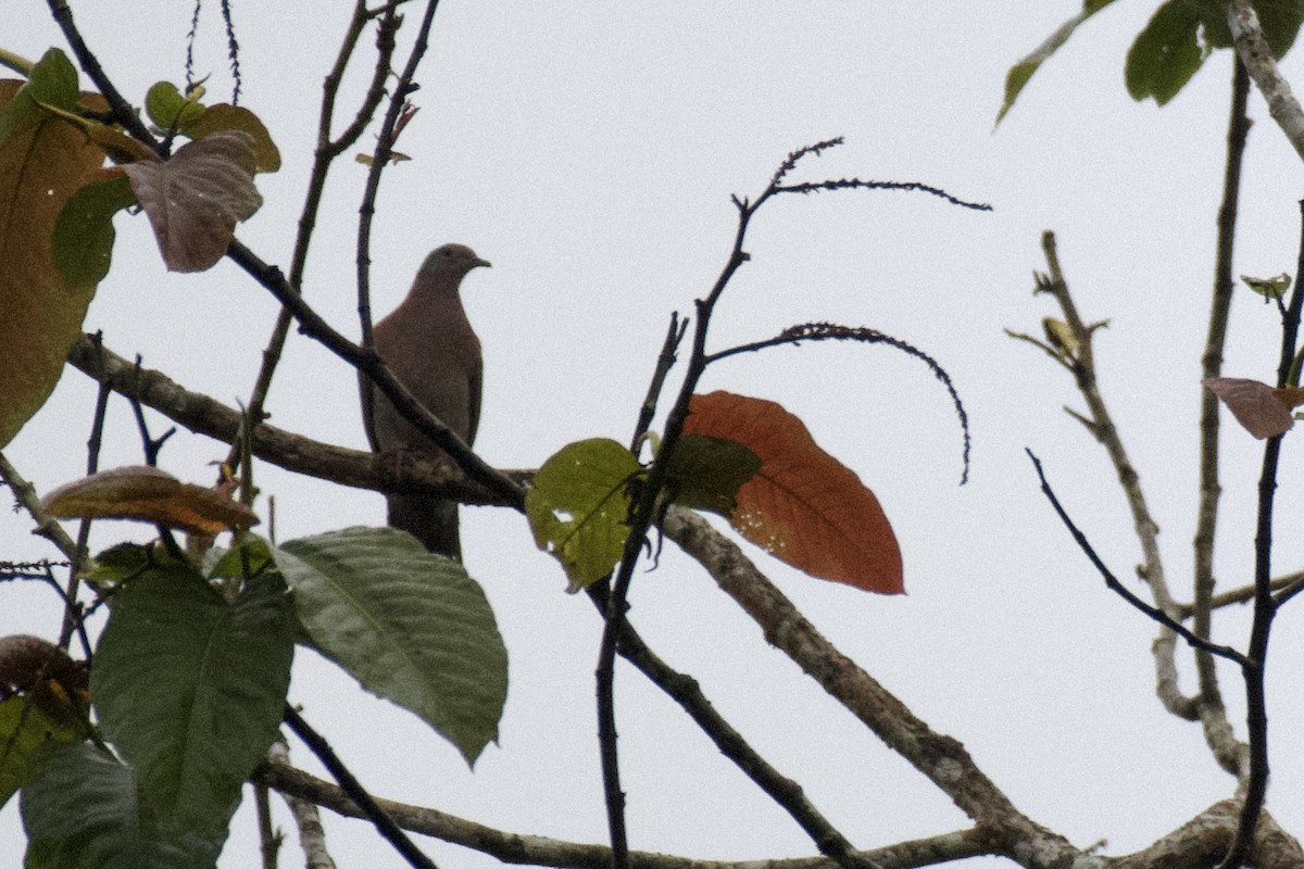 Paloma Colorada - ML647011754