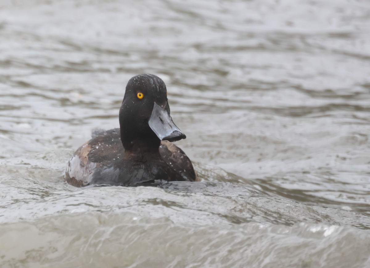 Yeni Zelanda Patkası - ML647011755