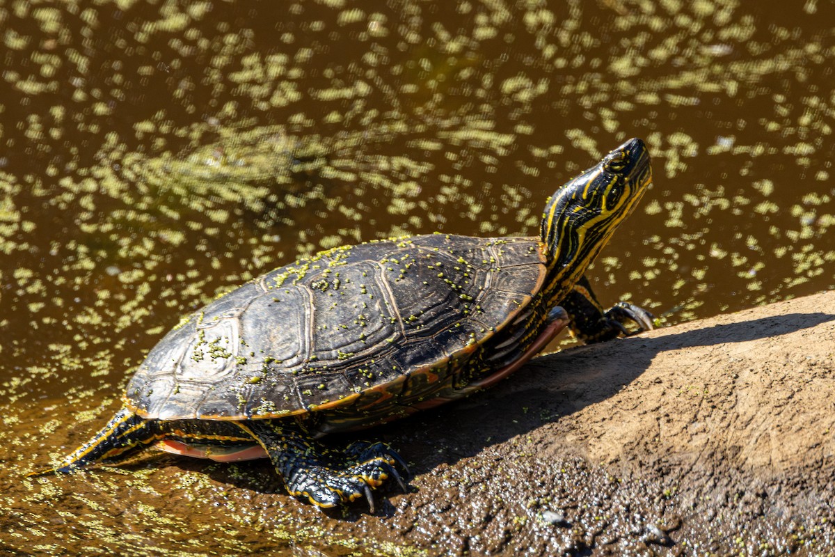 Painted Turtle - ML647011757