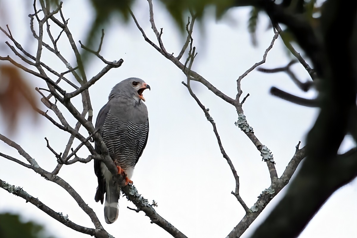 Ящеричный ястребок - ML647011758