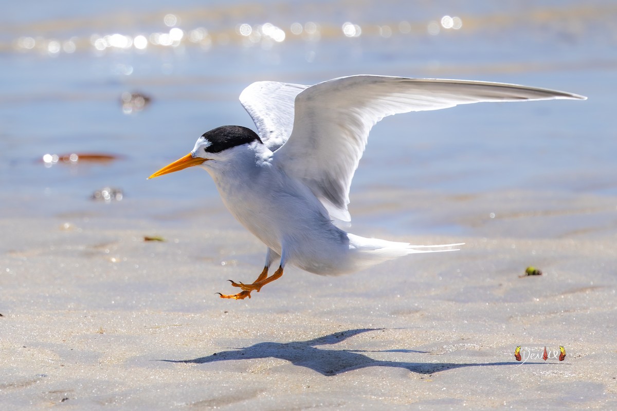 Australian Fairy Tern - ML647011759