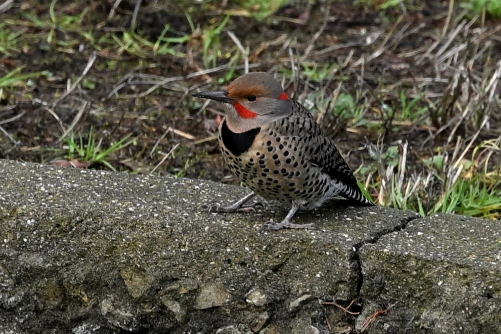 Northern Flicker - ML647011760