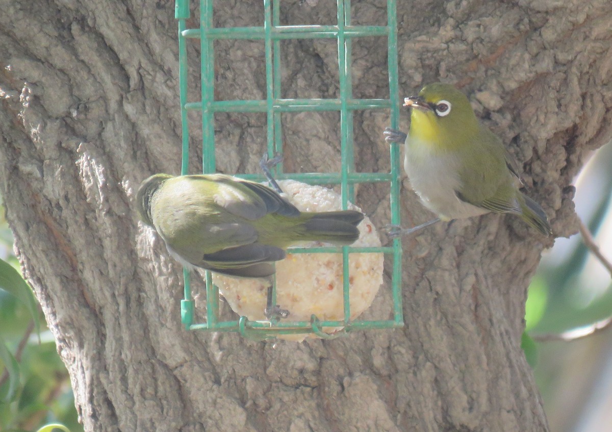 Kapbrillenvogel (capensis) - ML647011761