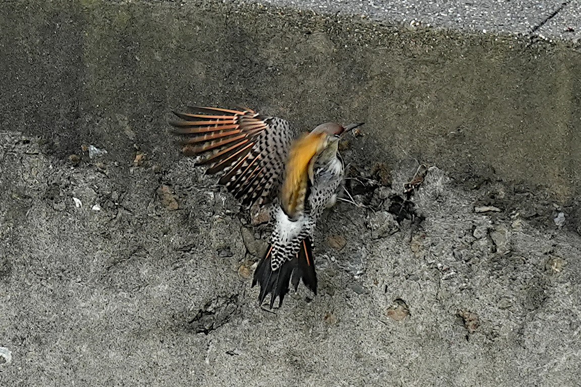 Northern Flicker - ML647011762